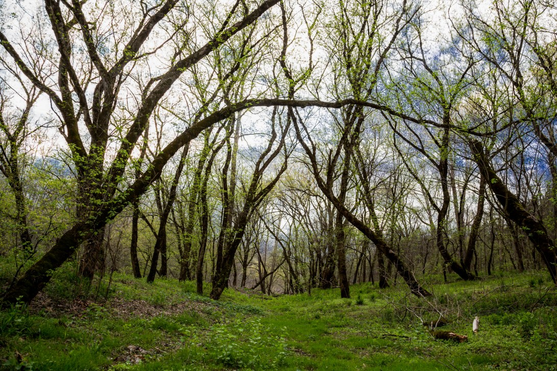 View More: http://lisalemmonspowersphotography.pass.us/springatriver-2014